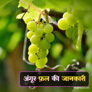 Best Grapes Information In Hindi